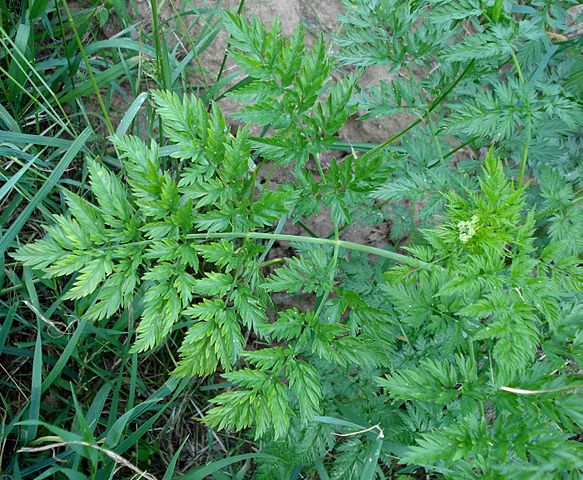 Turnip-Rooted Chervil (Chaerophyllum Bulbosum)