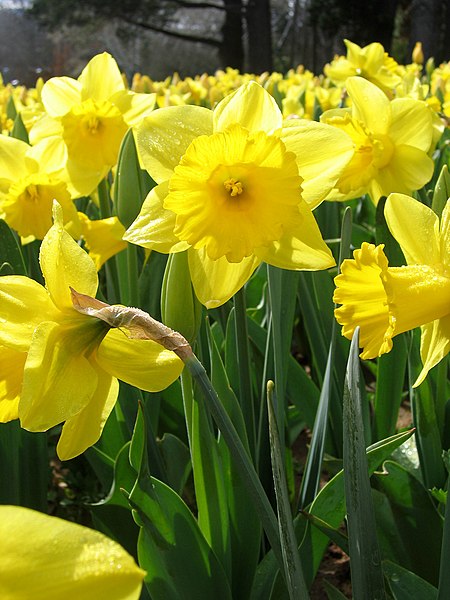 Yellow Daffodils