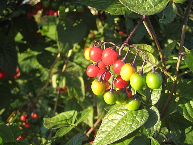 Bittersweet Nightshade (Solanum Dulcamara)