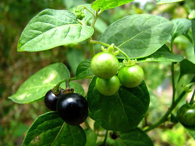Black Nightshade (Solanum Americanum)