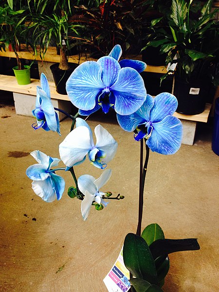 Blue Orchids