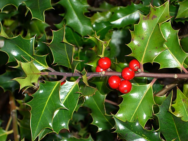 Boughs of Holly Plant