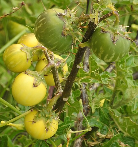 Devil's Apple (Solanum Linnaeanum)