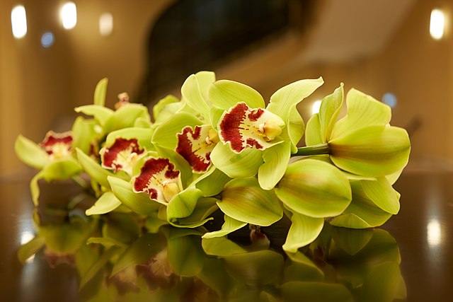 Green Orchids