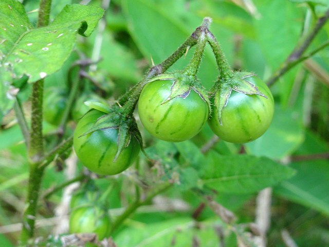 Horse Nettle (Solanum Carolinense)