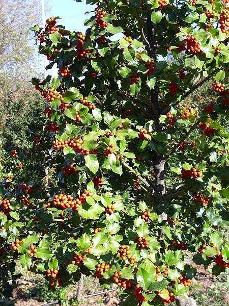 Ilex aquifolium - Holly tree
