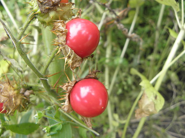 Litchi Tomato (Solanum Sisymbriifolium)
