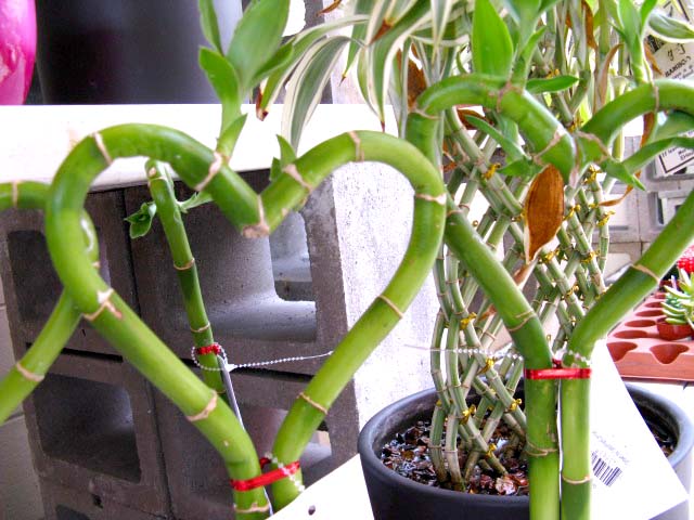 Lucky bamboo heart-shaped stems