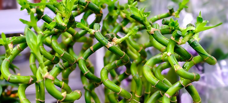 Lucky Bamboo: The Plant That Attracts Luck And Prosperity
