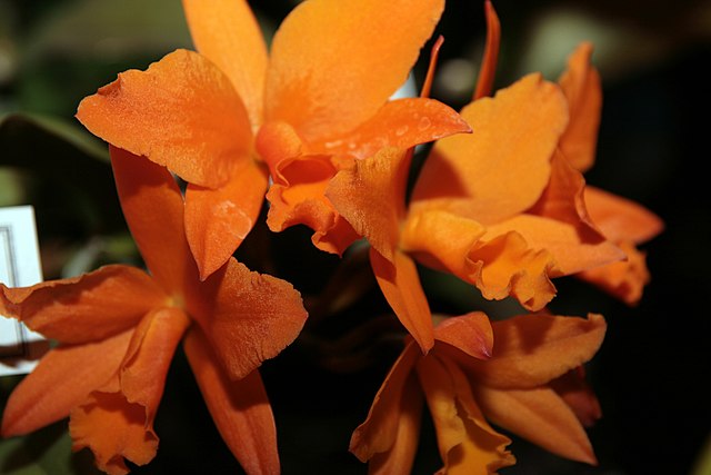 Orange Orchids