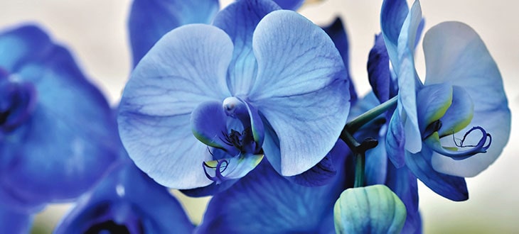 8 Orchid Colors And Their Meanings