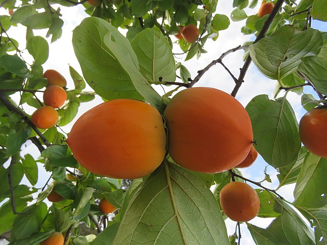 Persimmons - Diospyros Kaki 