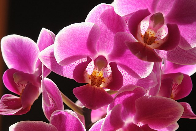 Pink Orchids