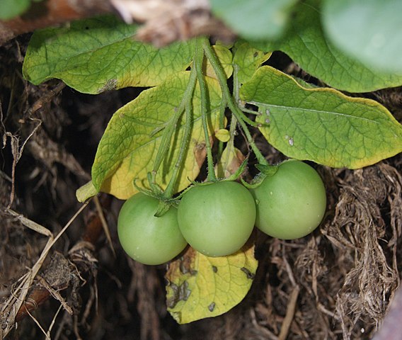Potato Fruit (Solanum Tuberosum)
