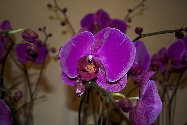 Purple Orchids