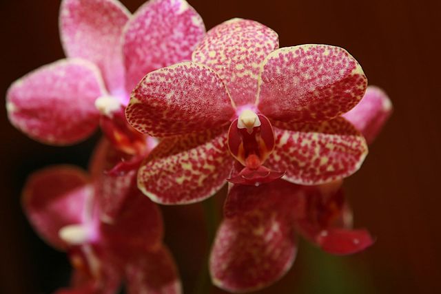 Red Orchids