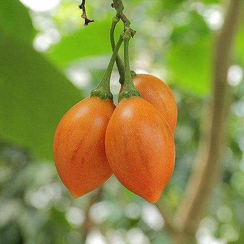 Tamarillo (Solanum Betaceum)