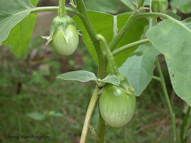 Thai Eggplant (Solanum Melongena)