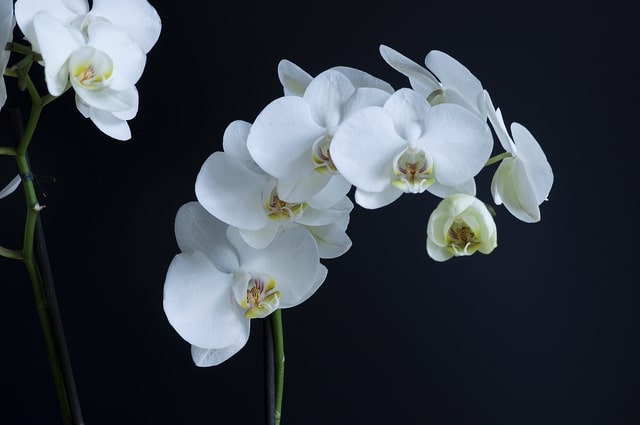 White Orchids