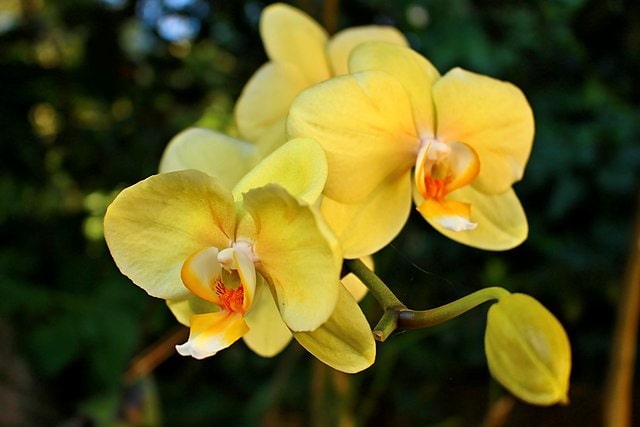 Yellow Orchids