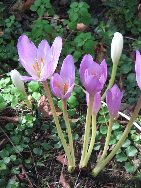 Autumn Crocus (Colchicum)