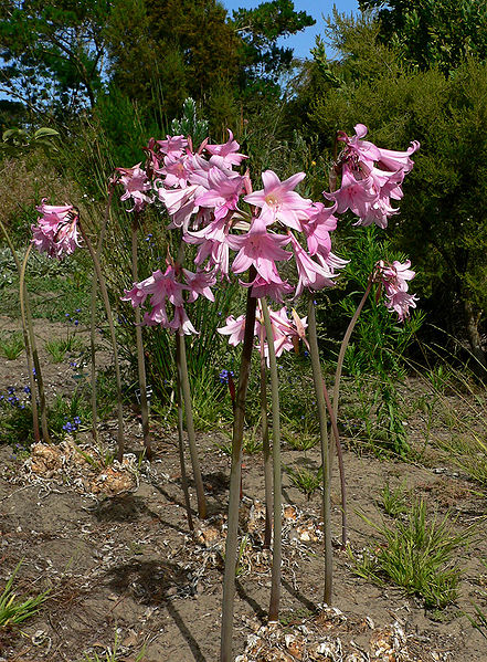 Belladonna Lily (Amaryllis Belladonna)