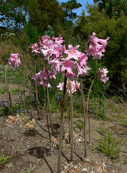 pink flower long stem no leaves