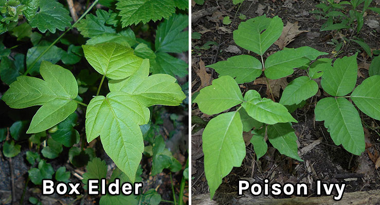 Box Elder vs. Poison Ivy Leaves Side By Side