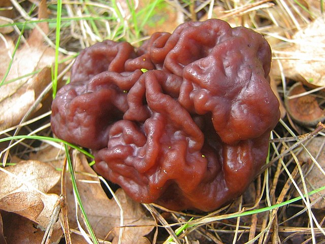 Brain Mushroom (Gyromitra Esculenta)