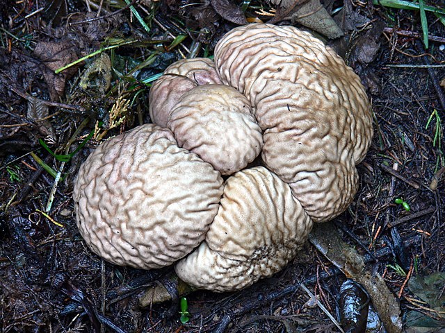 Brain Puffball (Calvatia Craniiformis)