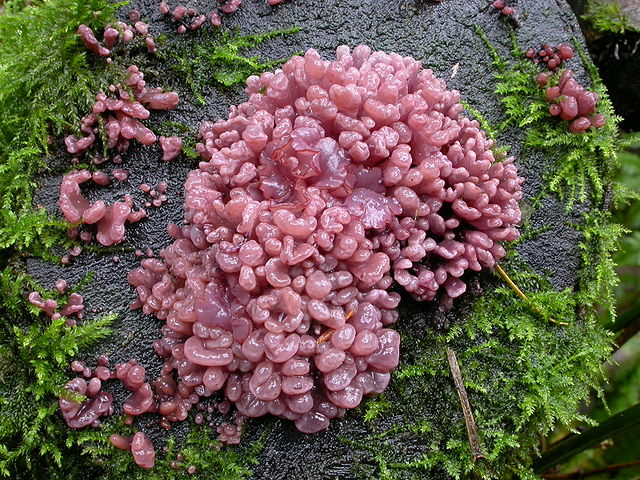 Jelly Drops (Ascocoryne Sarcoides)