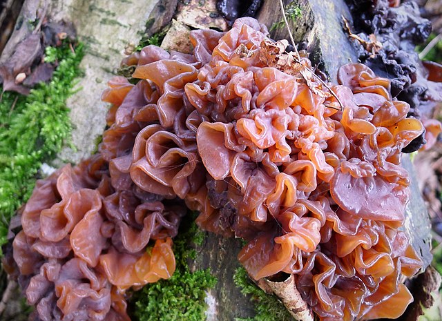 Leafy Brain (Phaeotremella Foliacea)