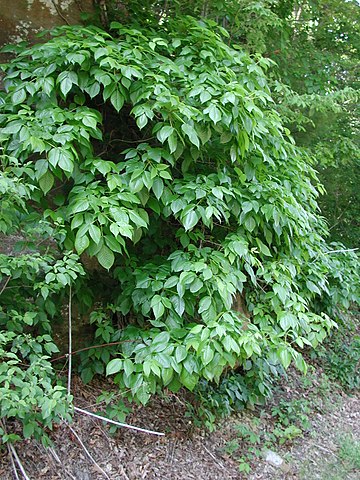 Poison Ivy (Toxicodendron Radicans)