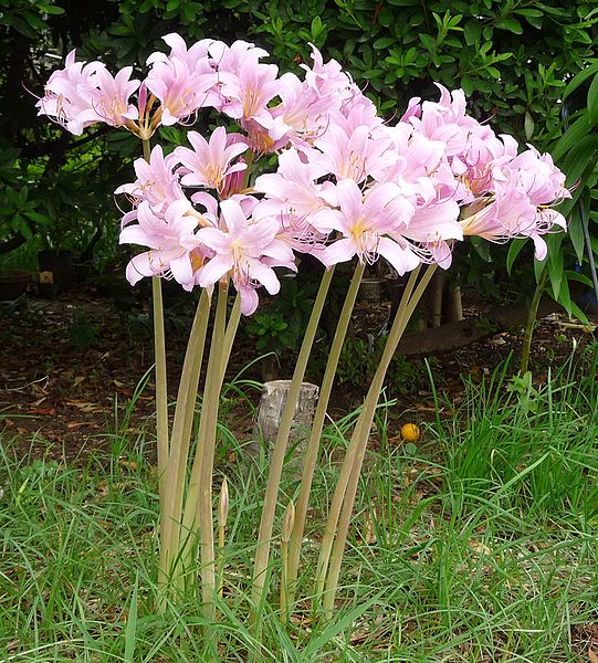 Resurrection Lily (Lycoris Squamigera)