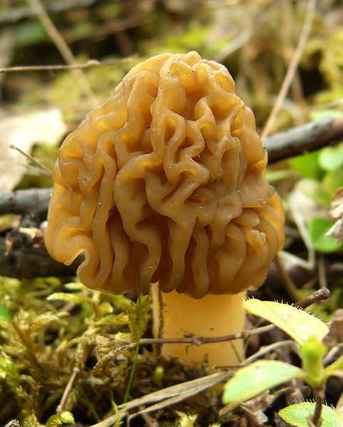 Wrinkled Thimble-Cap (Verpa Bohemica)